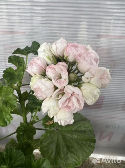 Герань сортовая