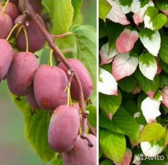 Саженцы -актинидия Сиреневый туман