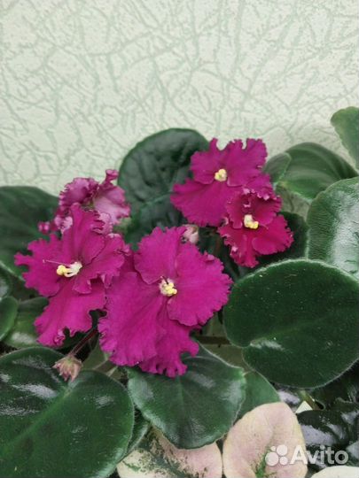 Продам фиалки