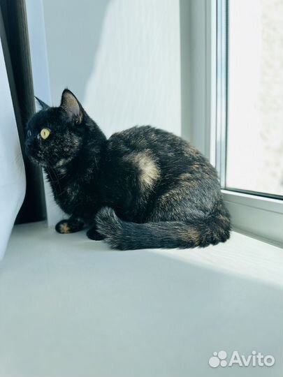 Британская кошечка