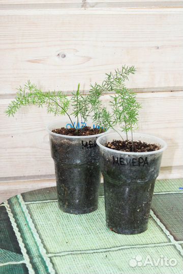 Аспарагус Шпренгера