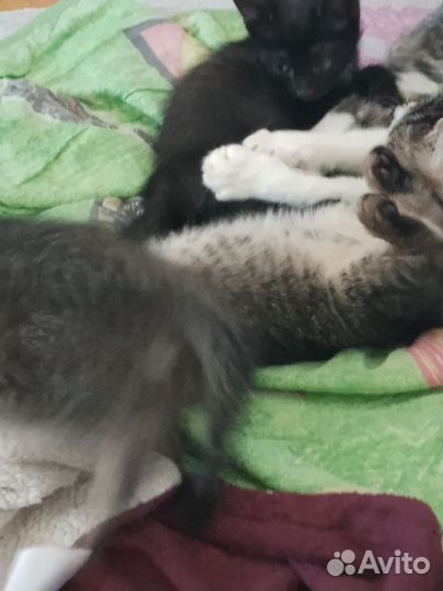 Котята в добрые руки