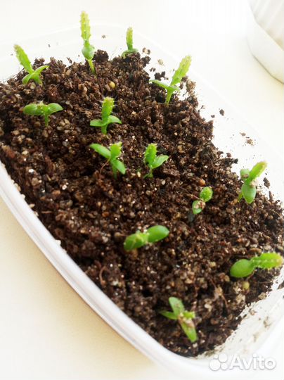 Питахайя (Драгонфрукт)