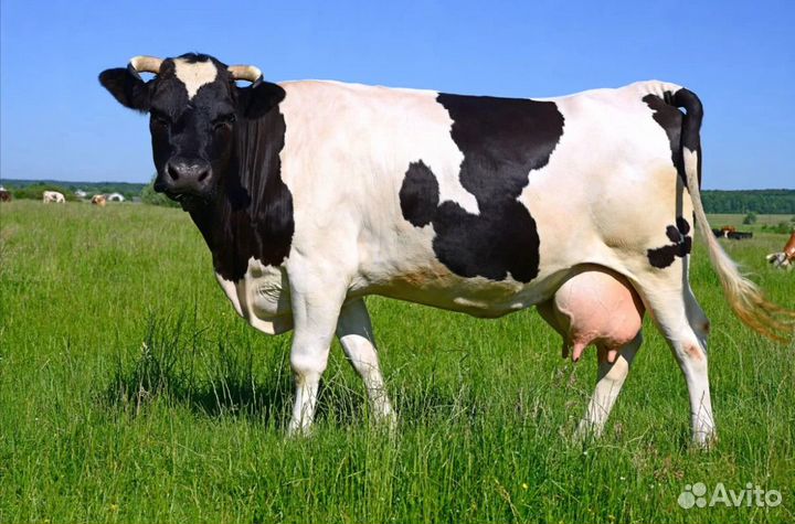 Коров, быков, телок, лошадей