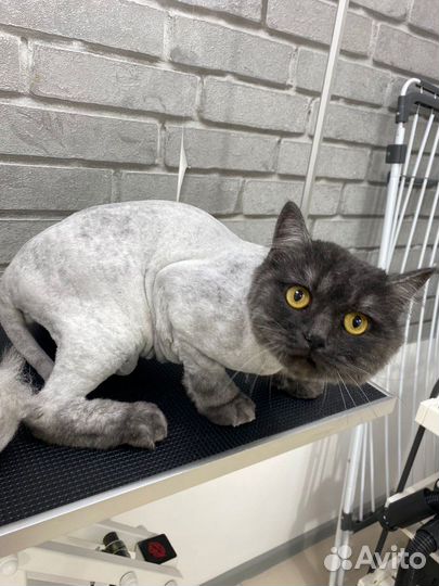 Груминг кошек