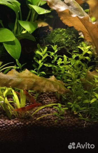 Аквариумные рыбки гуппи