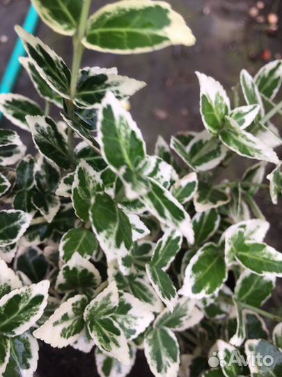 Вечнозеленый бересклет