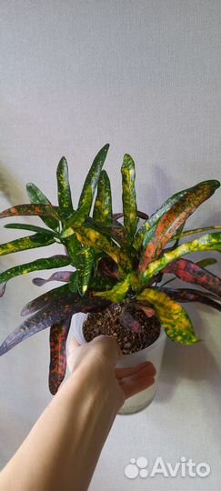 Кротон Батик