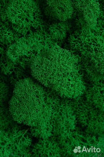 Мох ягель живой