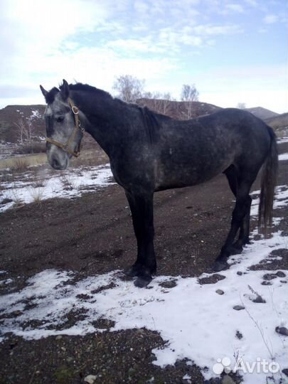 Пони клеппер