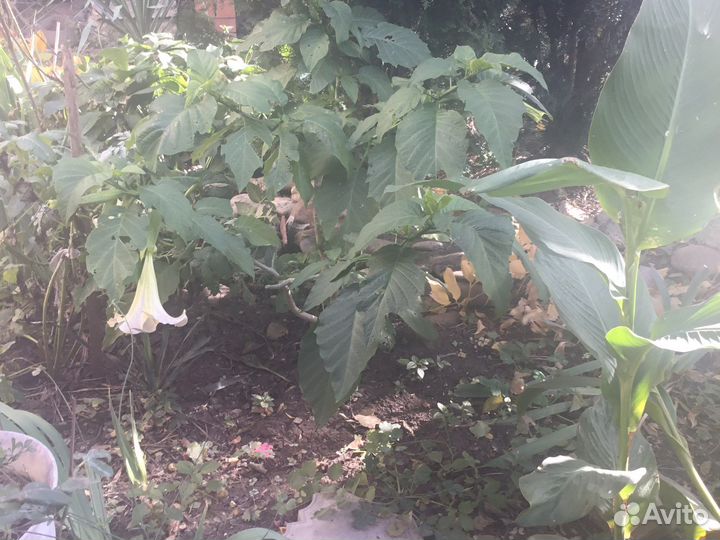 Бругмансия