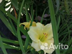 Лилейники и лилии