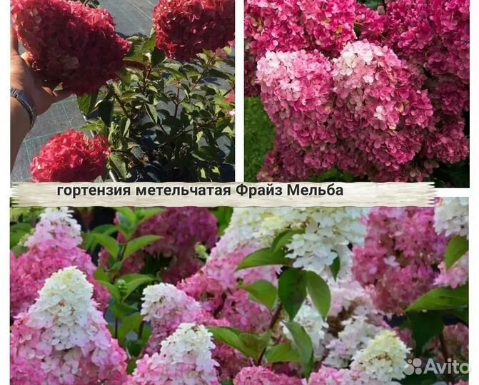 Деревянный черенок метельчатой гортензии.2-3почки