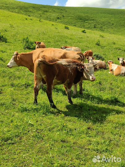 Продажа крс