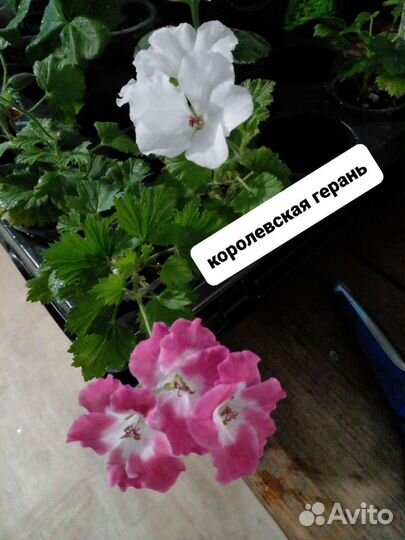 Комнатные цветы