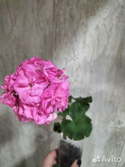 Пеларгония