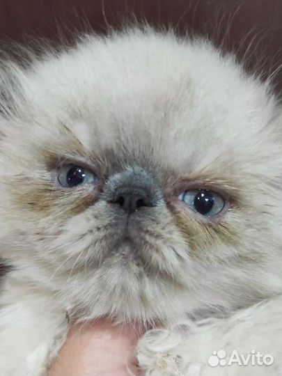 Персидский мальчик колор- пойнт