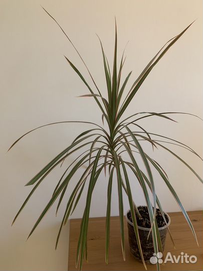 Драцена маргината биколор