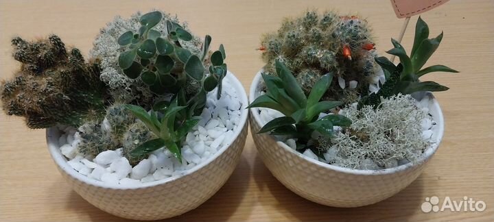 Садик из суккулентов