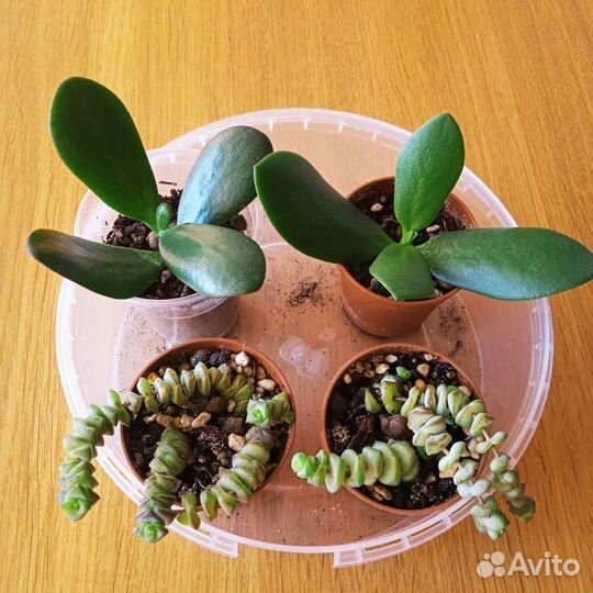 Суккуленты:Марнье и др