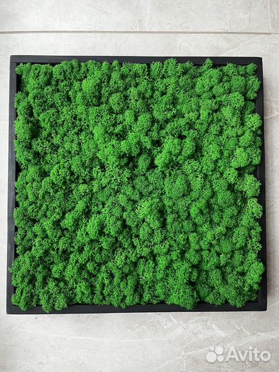 Картина из стабилизированного мха