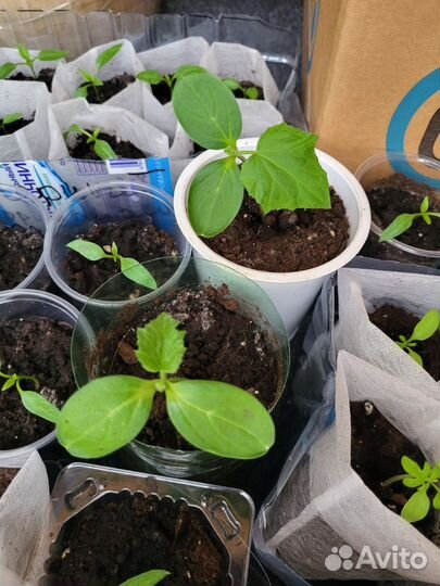 Рассада помидор, перцев, огурцов