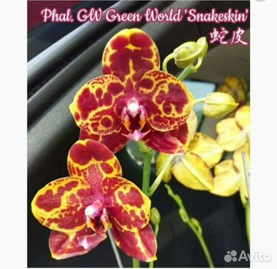 Орхидея фаленопсис Green World Snakeskin
