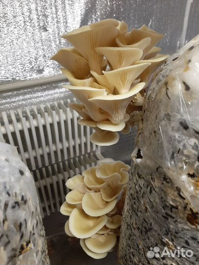 Грибные блоки вешенки