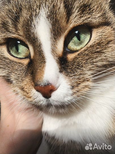 Кошка