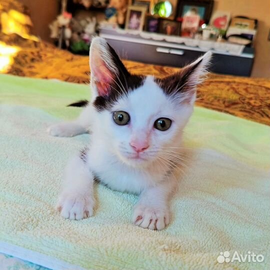 Котенок в добрые руки