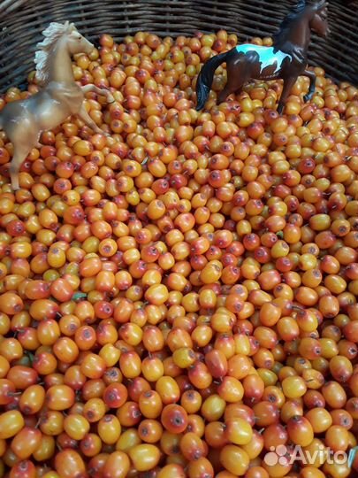 Облепиха саженцы, свежие ягоды