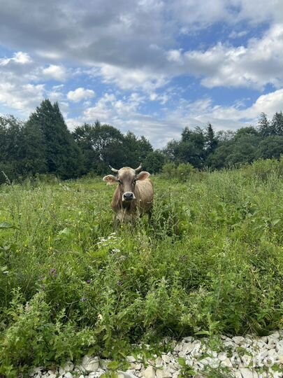 Стадо швицов