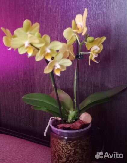 Орхидея фаленопсис