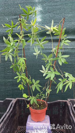 Пассифлора голубая