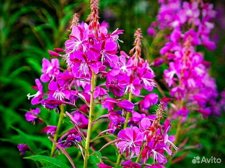 Иван-чай 1 килограмм 2023 польза, для здоровья