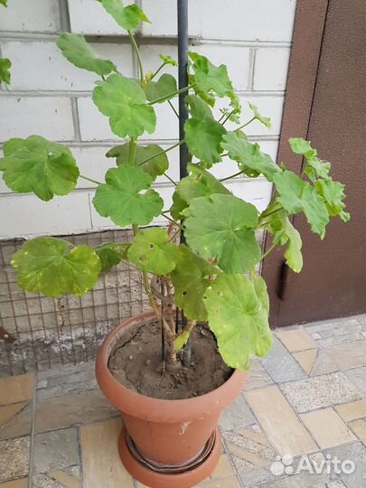 Герань в горшке