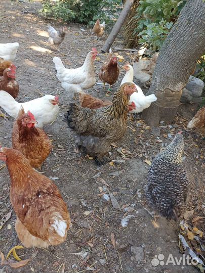 Куры несушки