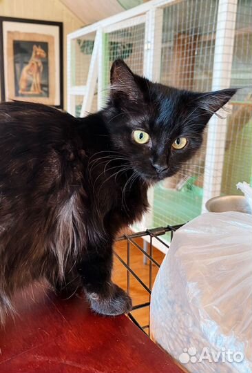 Ласкуша кошечка в добрые руки