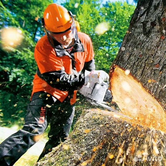 Спил деревьев