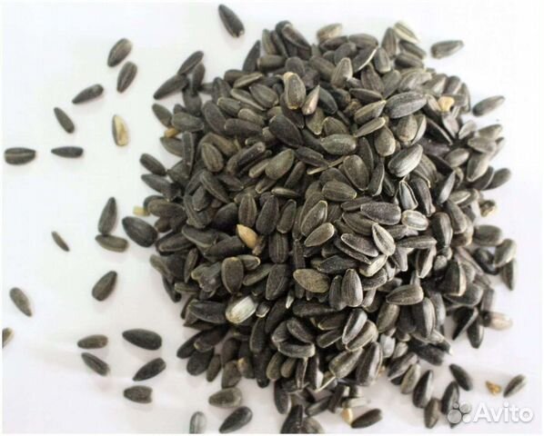 Семена подсолнечника