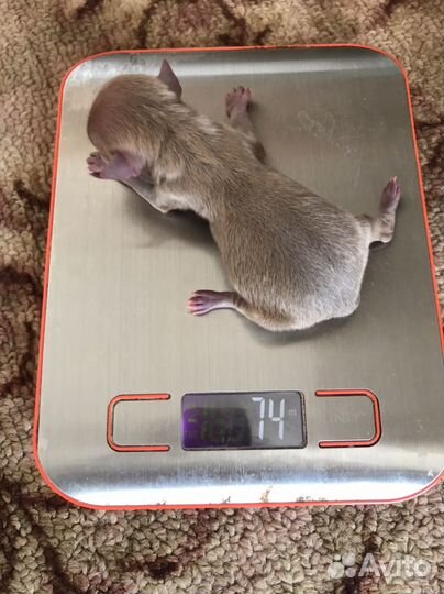 Мини той терьер