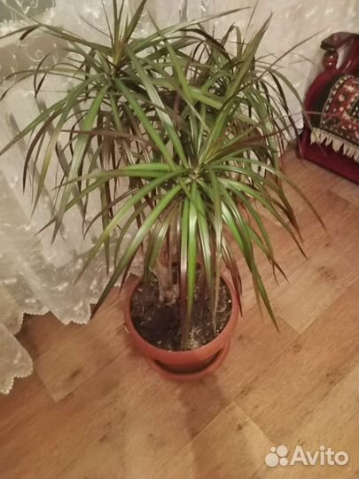 Пальма драцена
