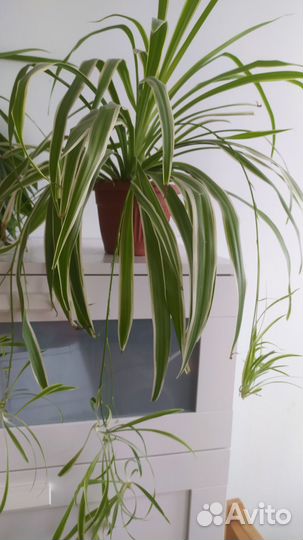 Комнатные растения