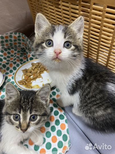 Котята в добрые руки