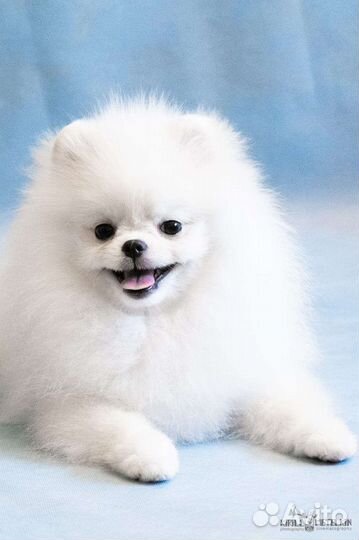Белый померанский шпиц, мини, щенки