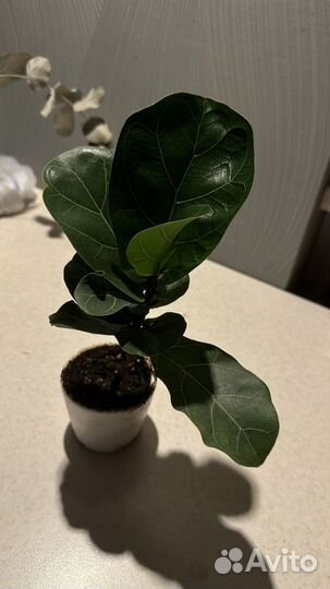 Филодендрон фикус
