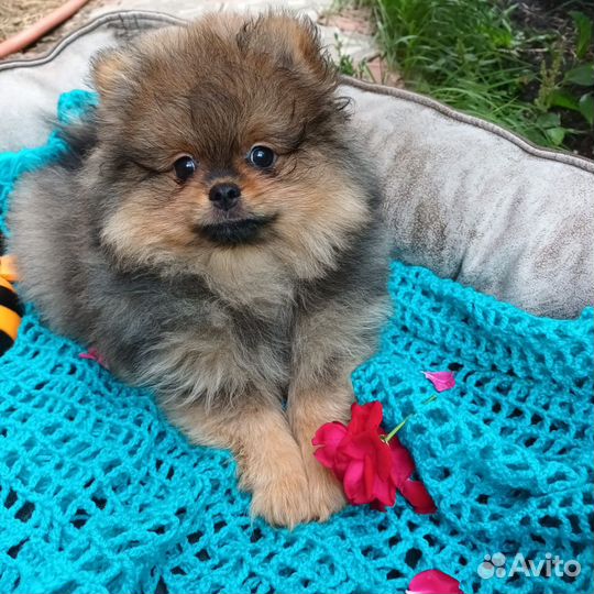 Девочка РКФ