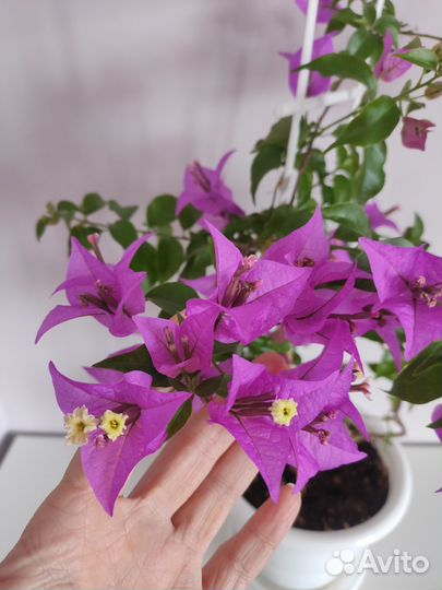 Бугенвиллия