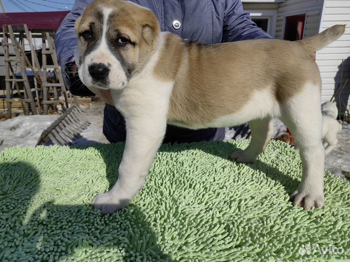 Щенки сао алабай