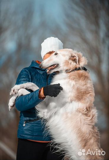 Собака - роскошь. щенки русской псовой борзой